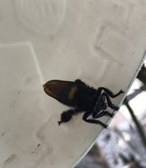 Mallophora leschenaulti