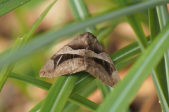 Bastilla arcuata