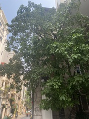 Barringtonia acutangula