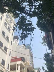 Barringtonia acutangula