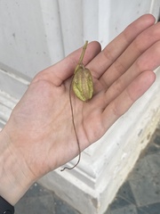 Barringtonia acutangula