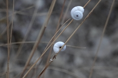 Xeropicta derbentina