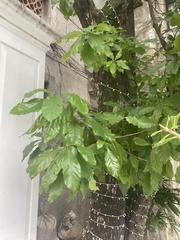 Barringtonia acutangula