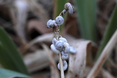 Xeropicta derbentina