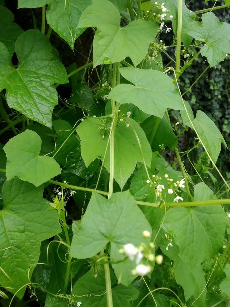 Echinopepon milleflorus