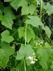 Echinopepon milleflorus