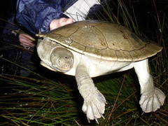 Emydura macquarii
