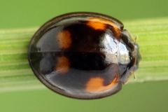 Exochomus quadripustulatus