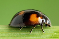 Exochomus quadripustulatus