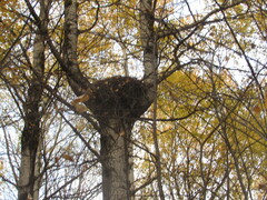 Haliaeetus albicilla