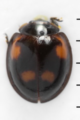 Exochomus quadripustulatus