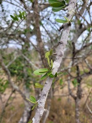 Elaeodendron transvaalense