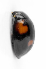 Exochomus quadripustulatus