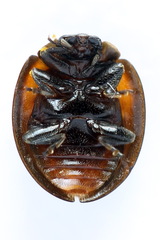 Exochomus quadripustulatus