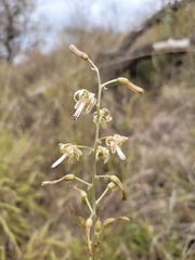Drimia elata