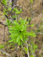 Elaeodendron transvaalense