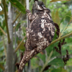 Bradypodion damaranum