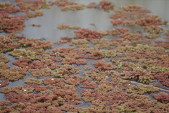 Azolla