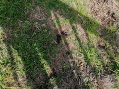 Sus scrofa domesticus