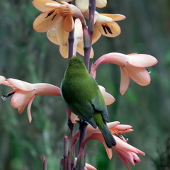 Zosterops virens capensis
