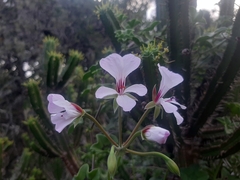Pelargonium peltatum