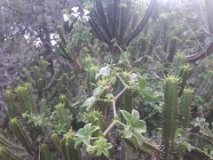 Pelargonium peltatum