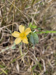 Abutilon austro-africanum