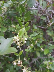 Cynanchum ellipticum