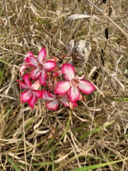 Adenium multiflorum