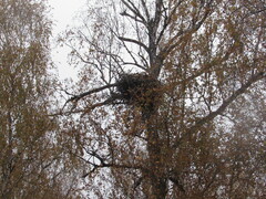 Haliaeetus albicilla