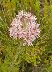 Serruria ascendens