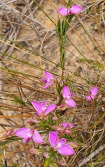Polygala