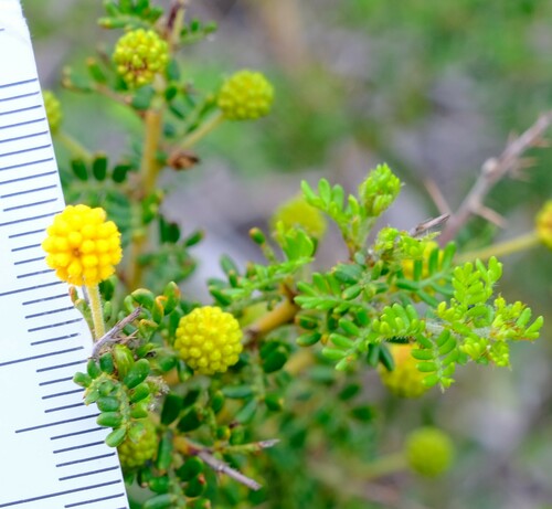 Image of Acacia lasiocarpa by (c) Peter Crowcroft, some rights reserved (CC BY)