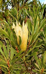 Protea repens