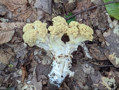 Ramaria rasilispora