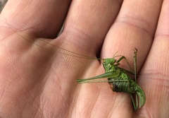 Leptophyes punctatissima