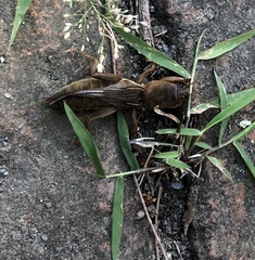 Gryllotalpa formosana