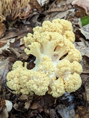 Ramaria rasilispora