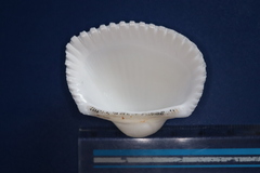 Anadara inaequivalvis