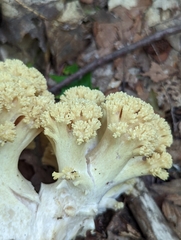 Ramaria rasilispora
