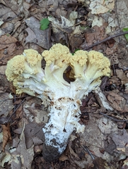 Ramaria rasilispora