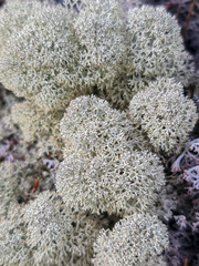 Cladonia stellaris