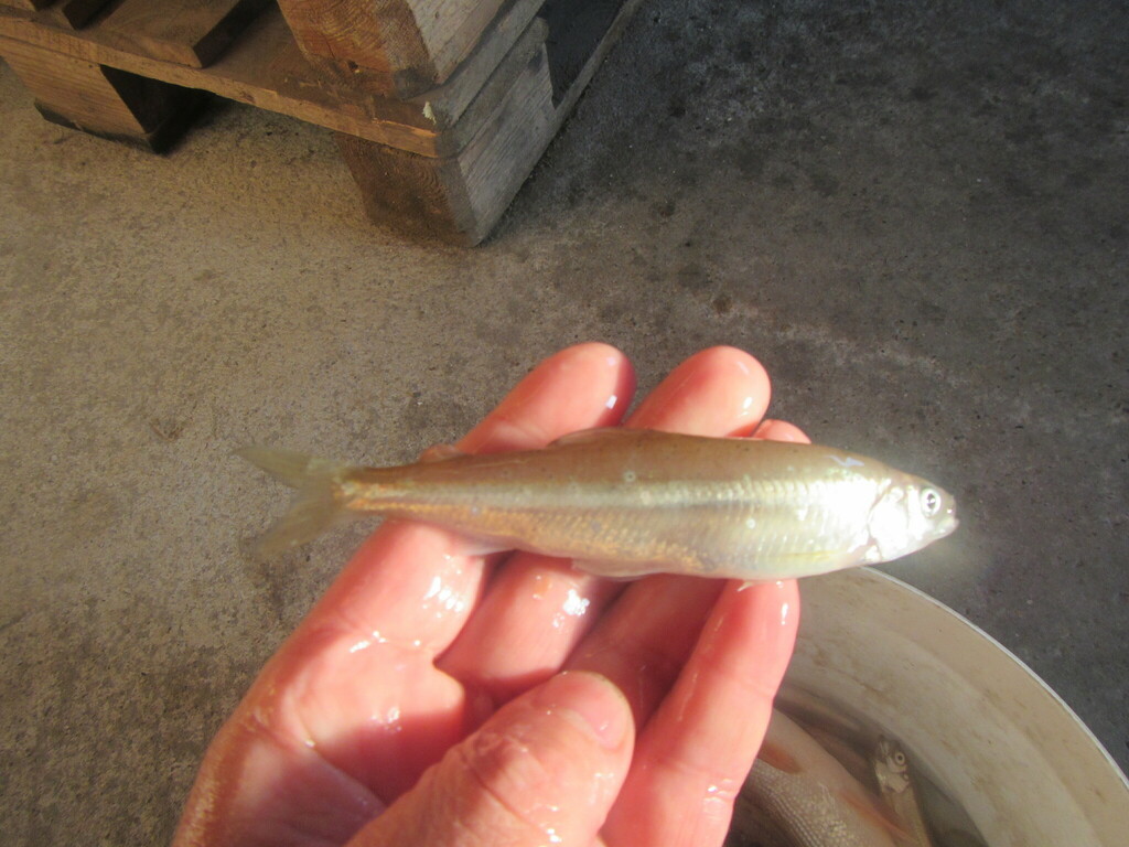 cigarfish (Hypomesus olidus) — Osmeridae