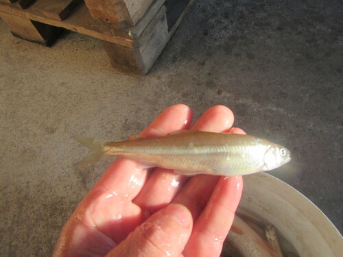 cigarfish (Hypomesus olidus) — Osmeridae