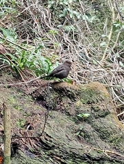 Turdus merula merula