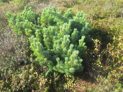 Pinus pumila