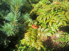 Sorbus sambucifolia