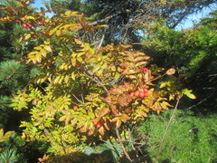 Sorbus sambucifolia