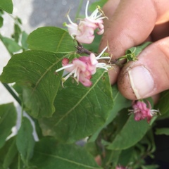Lonicera iberica