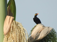 Gracula religiosa